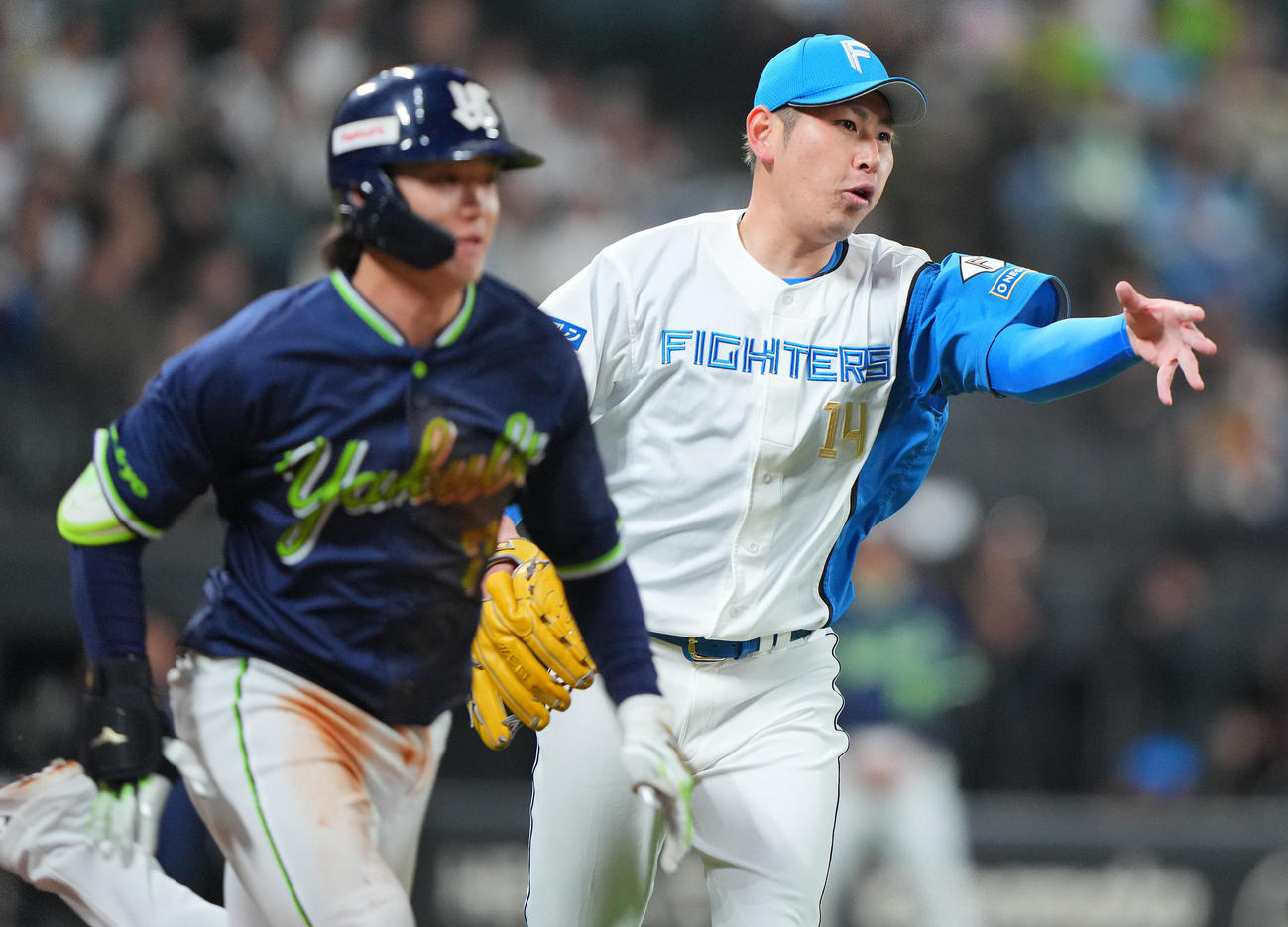 日本ハム対ヤクルト　2回表ヤクルト1死、長岡（左）を投ゴロに仕留める加藤貴（撮影・垰建太）