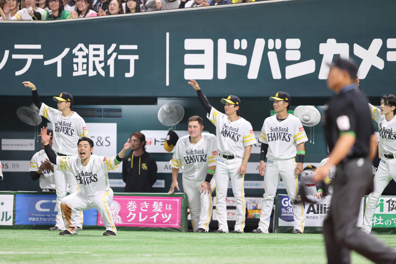 ソフトバンク対ロッテ　3回裏ソフトバンク2死一、三塁、山川の先制となる適時二塁打で盛り上がるベンチのナイン（撮影・梅根麻紀）