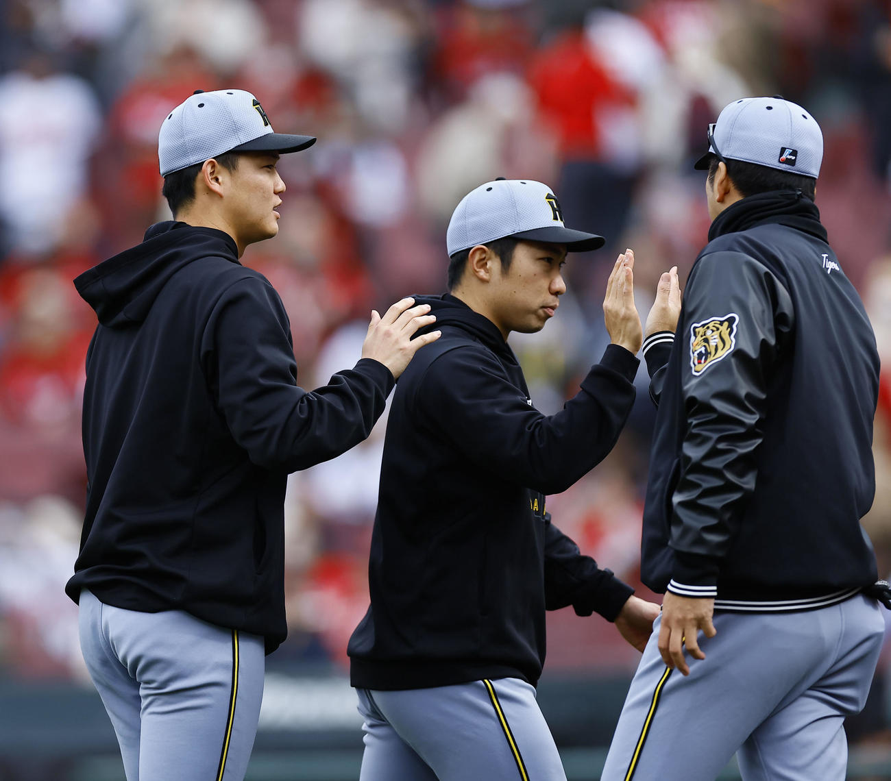 広島対阪神　広島に勝利し、藤川監督（右）とタッチを交わす阪神及川（左）と石井（撮影・藤尾明華）