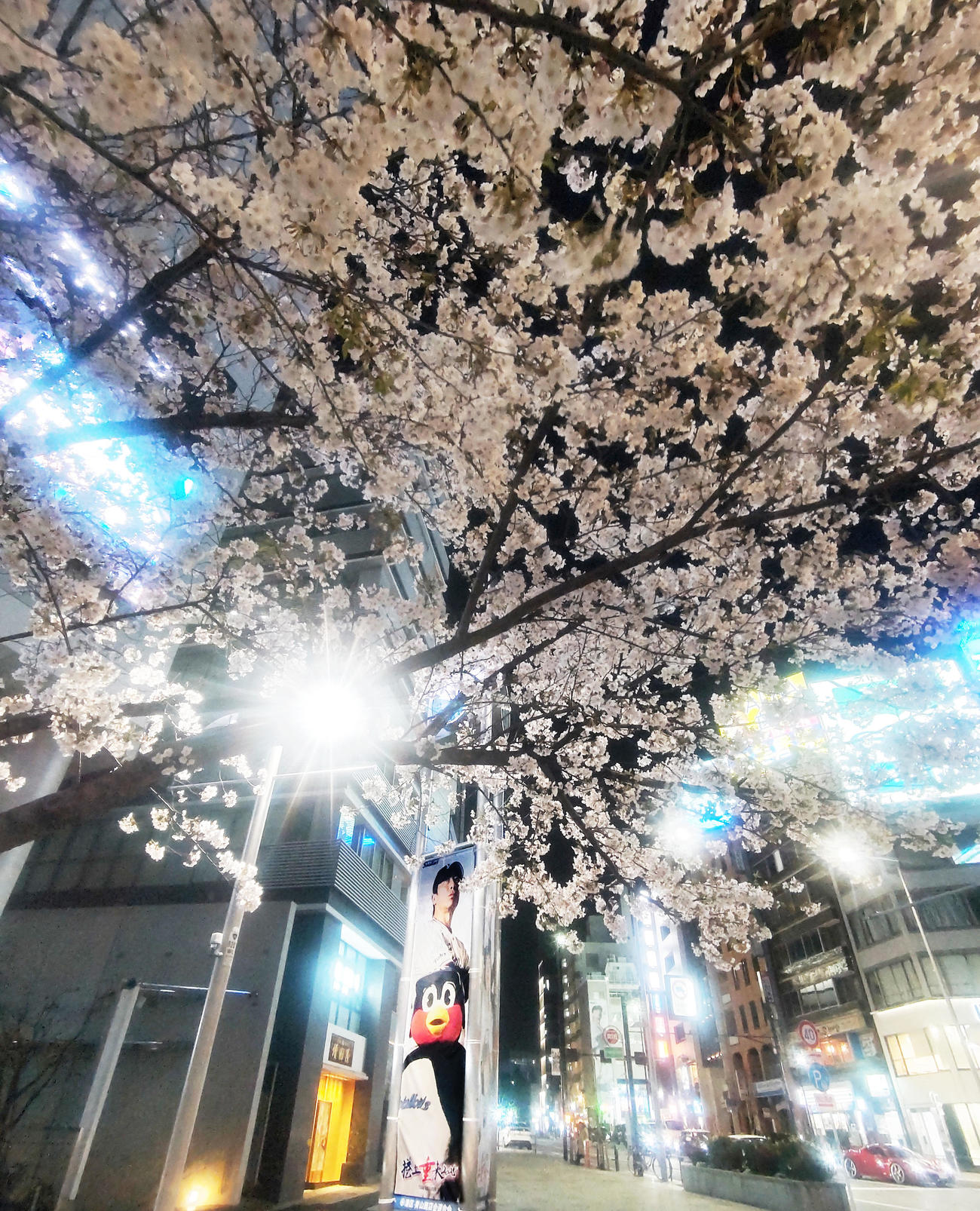 ヤクルト対中日　ヤクルト対中日　神宮球場周辺の満開の桜を見つめる？つば九郎（撮影・野上伸悟）