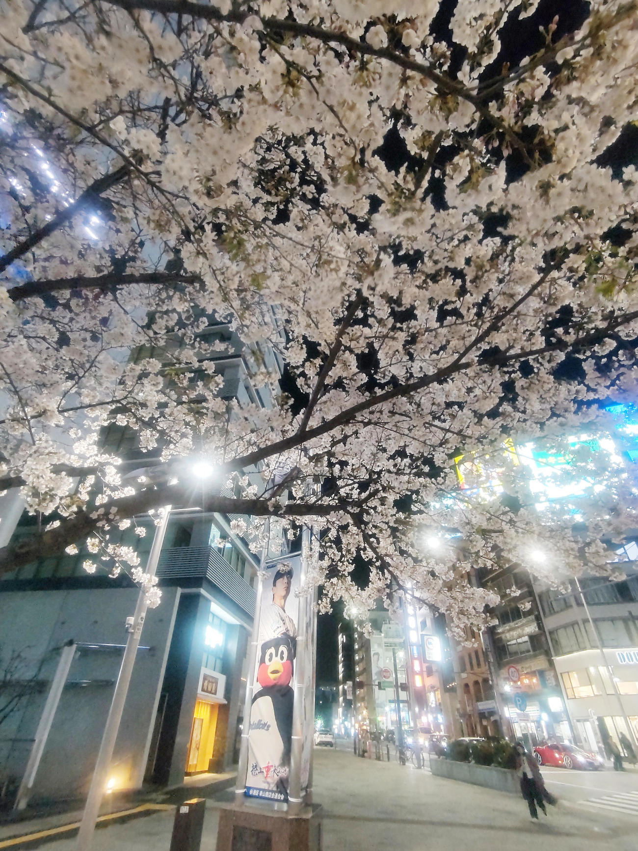 ヤクルト対中日　ヤクルト対中日　神宮球場周辺の満開の桜を見つめる？つば九郎（撮影・野上伸悟）