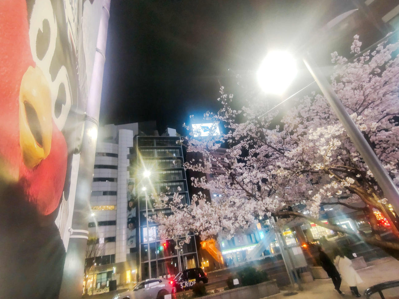 ヤクルト対中日　ヤクルト対中日　神宮球場周辺の満開の夜桜をながめる？つば九郎（撮影・野上伸悟）