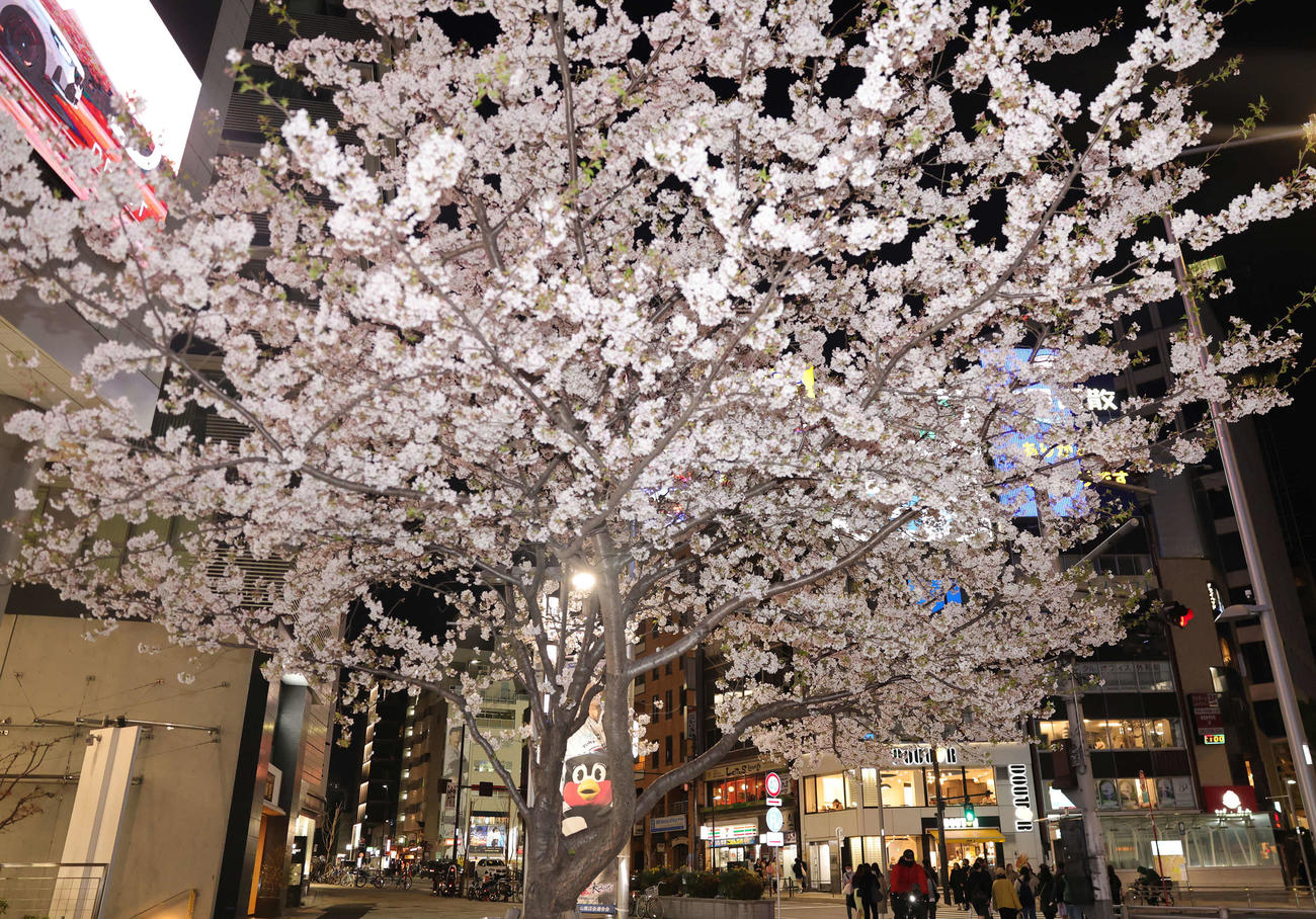 ヤクルト対中日　つば九郎もお花見？　神宮球場周辺の満開の桜とつば九郎のポスター（撮影・野上伸悟）