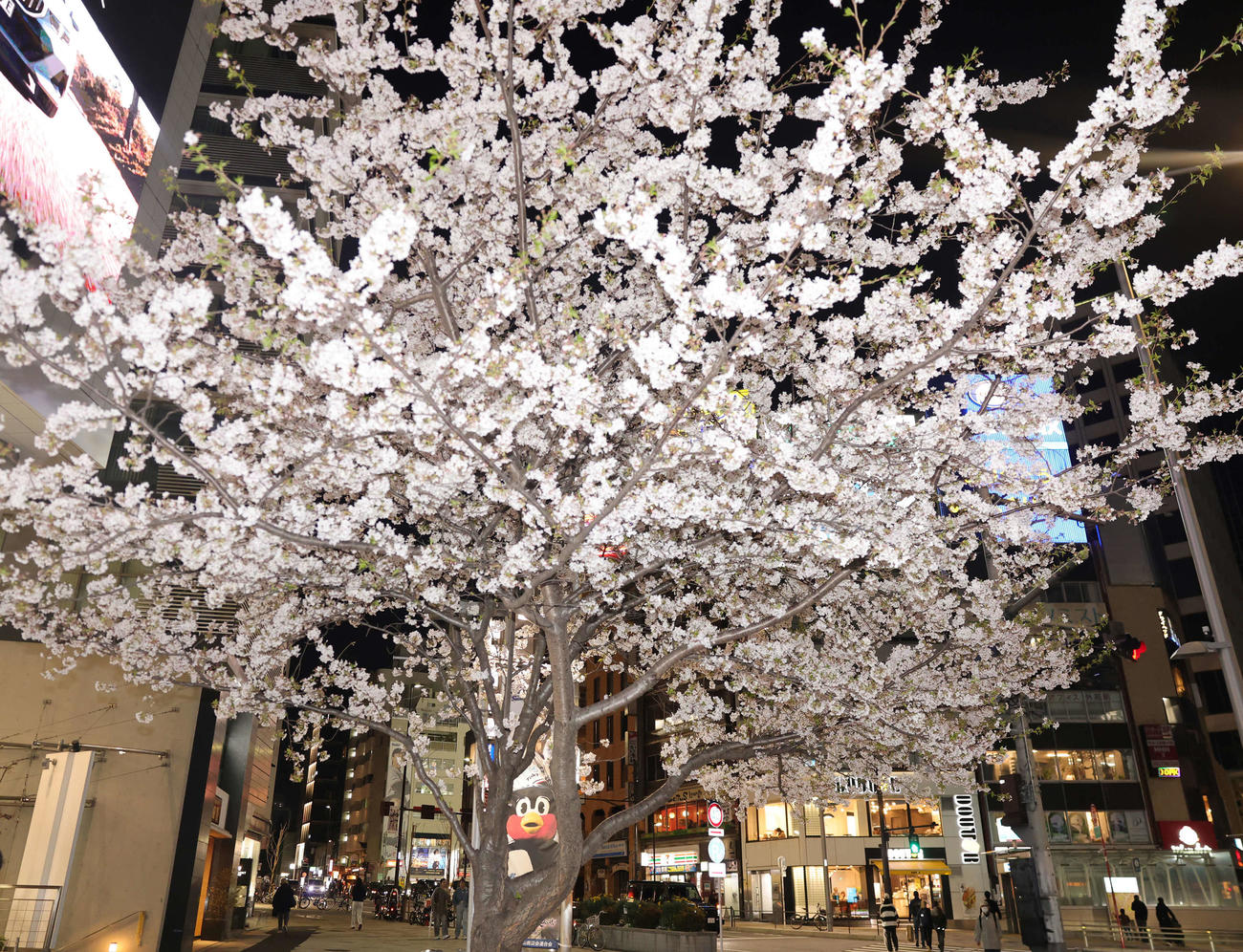 ヤクルト対中日　つば九郎もお花見？　神宮球場周辺の満開の桜とつば九郎のポスター（撮影・野上伸悟）