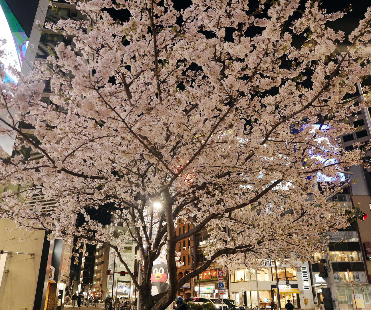 ヤクルト対中日　つば九郎もお花見？　神宮球場周辺の満開の桜とつば九郎のポスター（撮影・野上伸悟）