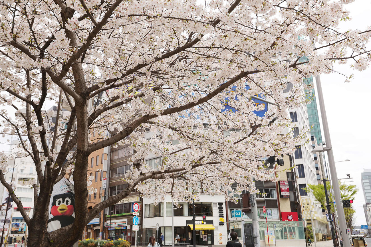 ヤクルト対中日　つば九郎も花見酒？　神宮球場周辺の満開の桜とつば九郎のポスター（撮影・野上伸悟）