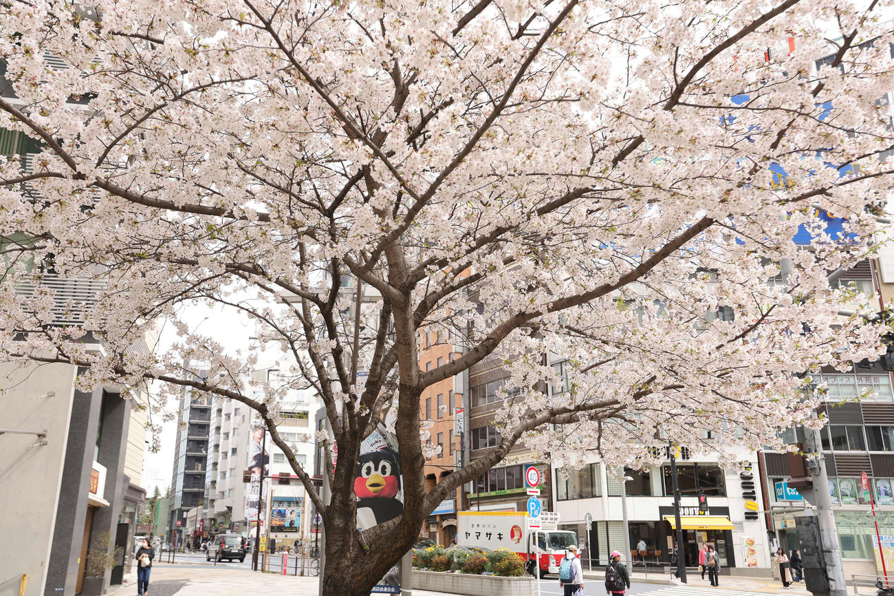 ヤクルト対中日　つば九郎も花見酒？　神宮球場周辺の満開の桜とつば九郎のポスター（撮影・野上伸悟）