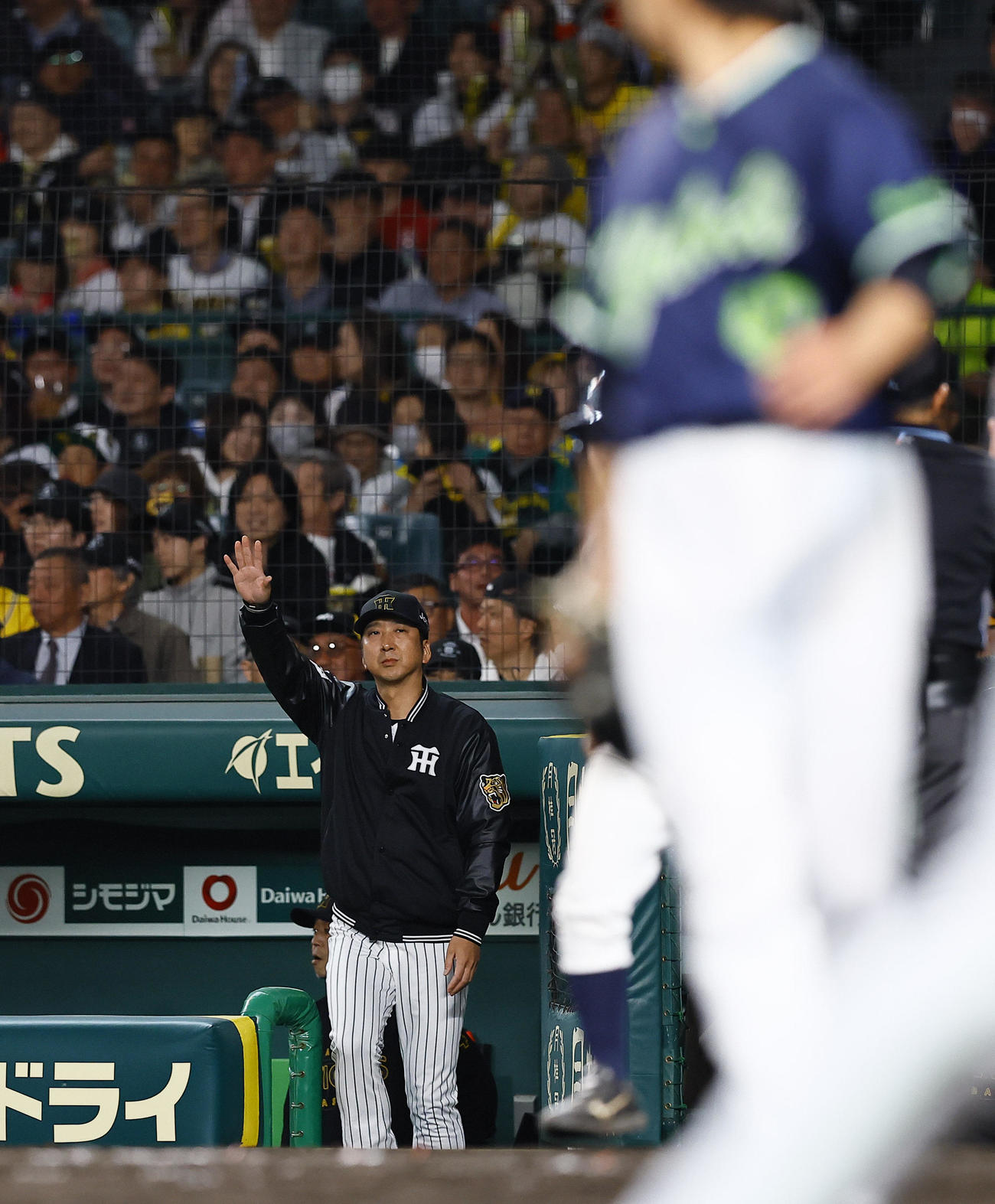 阪神対ヤクルト　7回裏阪神1死一、二塁、代打原口の三ゴロ併殺でベンチから出る藤川監督（撮影・藤尾明華）