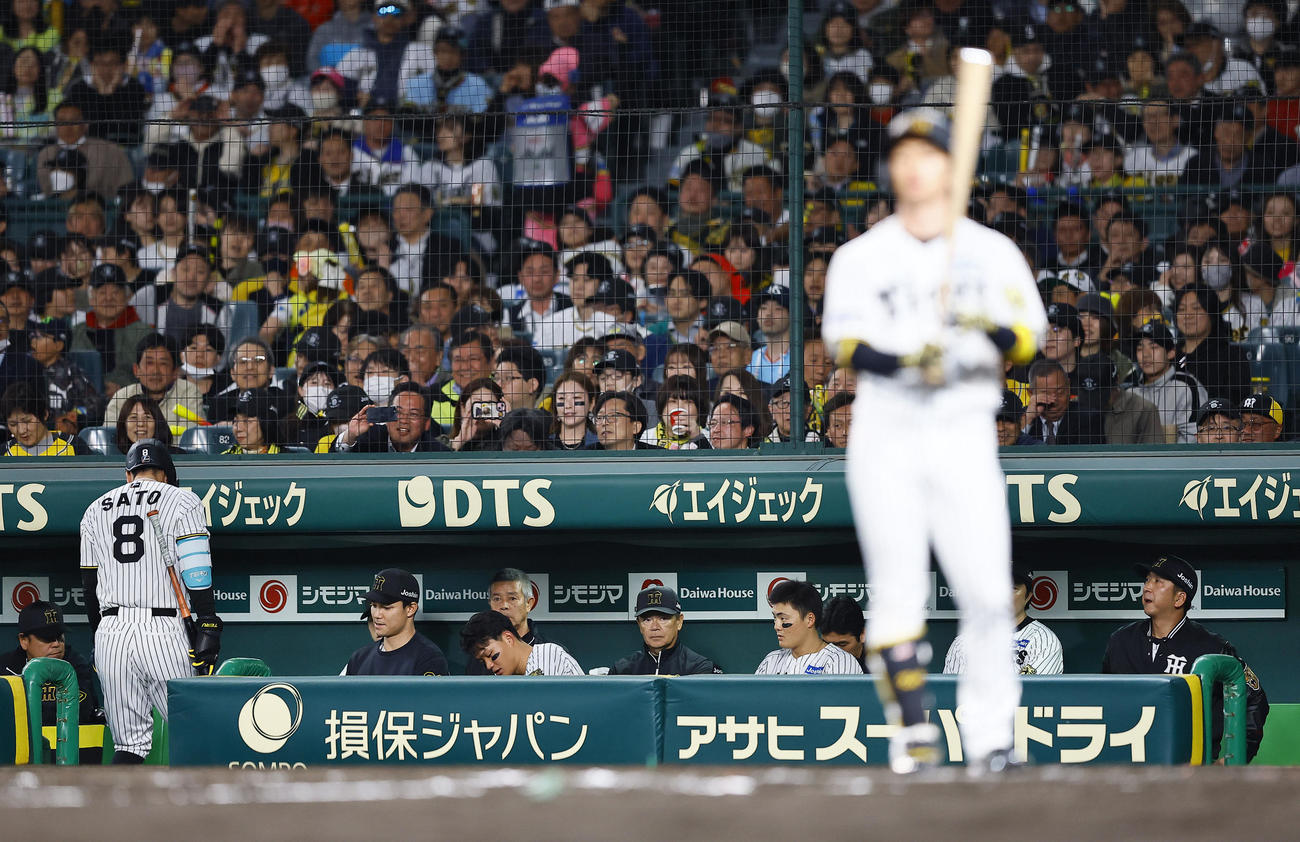 阪神対ヤクルト　8回裏阪神無死一塁、三振に倒れた佐藤輝（左端）とベンチの藤川監督（右端）（撮影・藤尾明華）