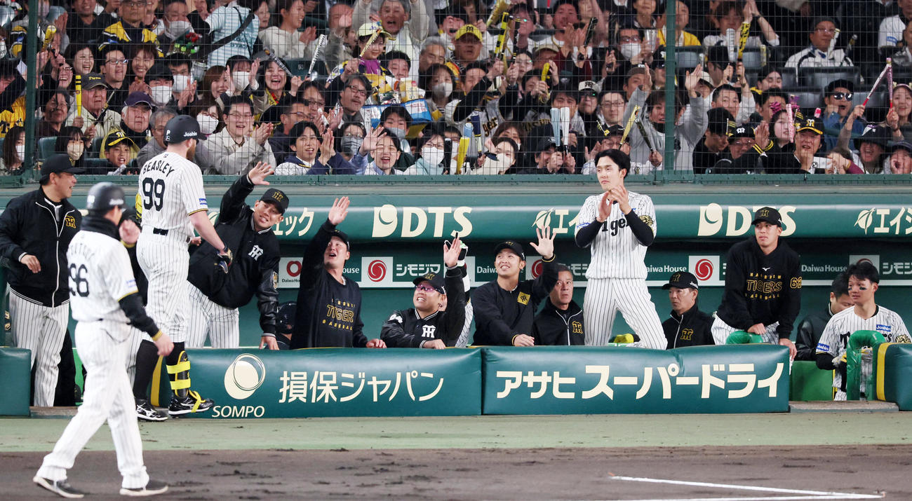 阪神対ヤクルト　2回裏阪神1死一、三塁、ビーズリーは三塁線にスクイズバントを決めベンチで迎える選手たち（撮影・加藤哉）
