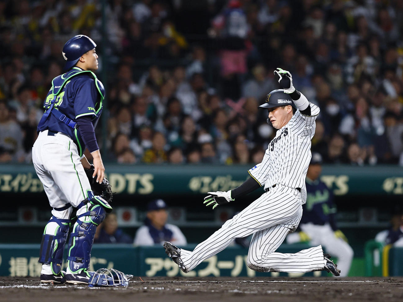 阪神対ヤクルト　2回裏阪神1死一、三塁、ビーズリーのスクイズで生還する木浪、捕手中村悠（撮影・藤尾明華）