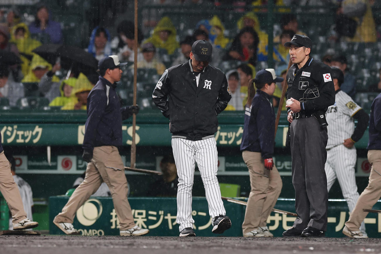 阪神対ヤクルト　グラウンドの状態を確認する阪神藤川監督（中央）（撮影・前田充）