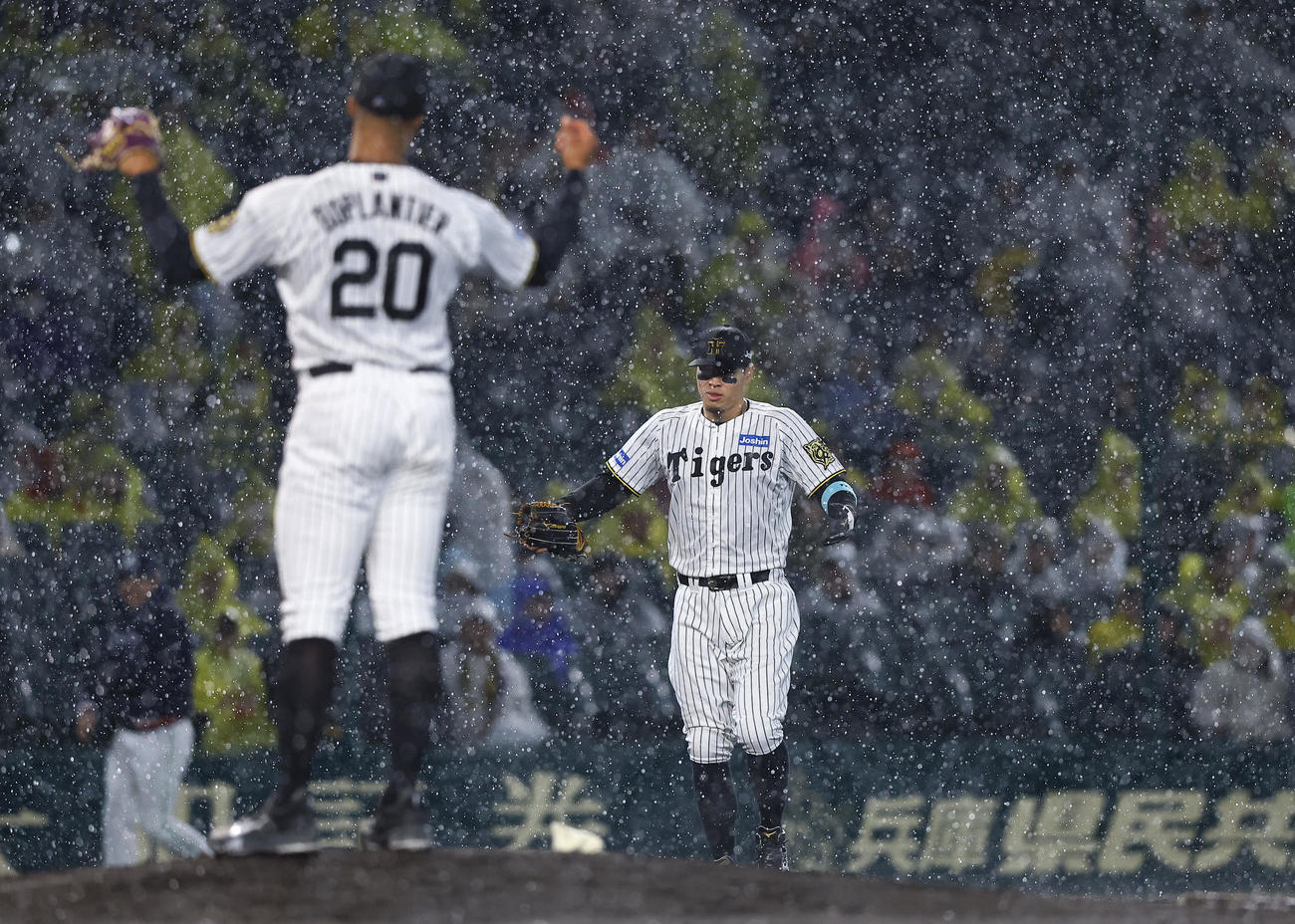 阪神対ヤクルト　3回、試合再開と同時にノーゲームとなり、両手を広げる阪神佐藤輝（右）とデュプランティエ（撮影・藤尾明華）