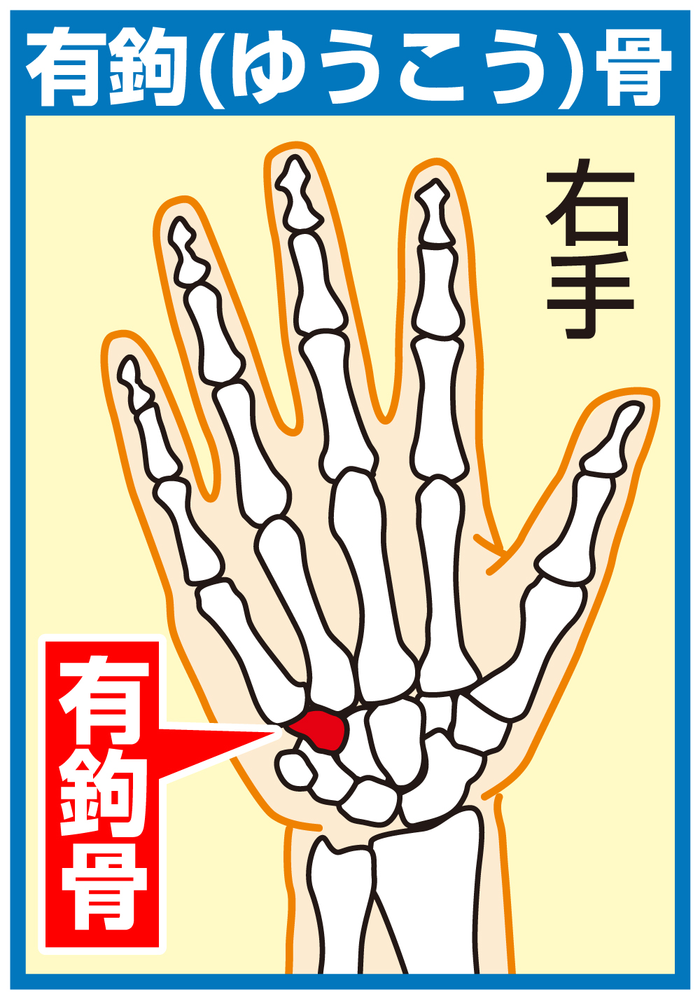 【イラスト】右手・有鈎骨