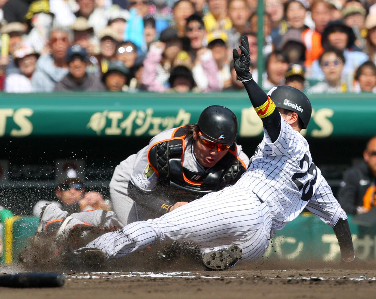 阪神対巨人　1回裏阪神2死一、二塁、二近本（右）は大山の左前適時打で先制生還する、捕手甲斐（撮影・上山淳一）