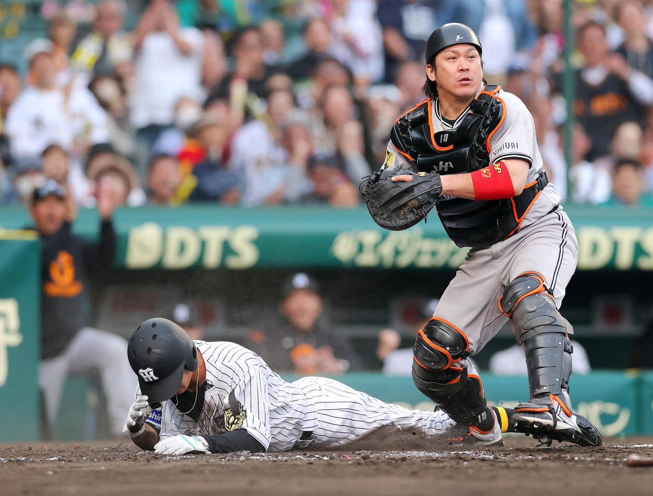 阪神対巨人　9回裏阪神1死三塁、代打渡辺の遊ゴロ三走植田（左）はホームを狙うがタッチアウト。捕手甲斐（撮影・上山淳一）