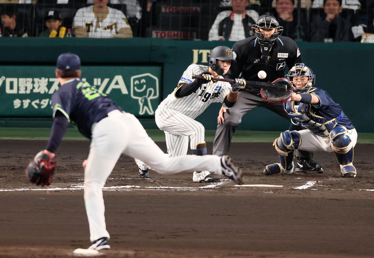 阪神対ヤクルト　6回裏阪神無死一塁、中野は一塁線へバントを決める。投手吉村（撮影・加藤哉）