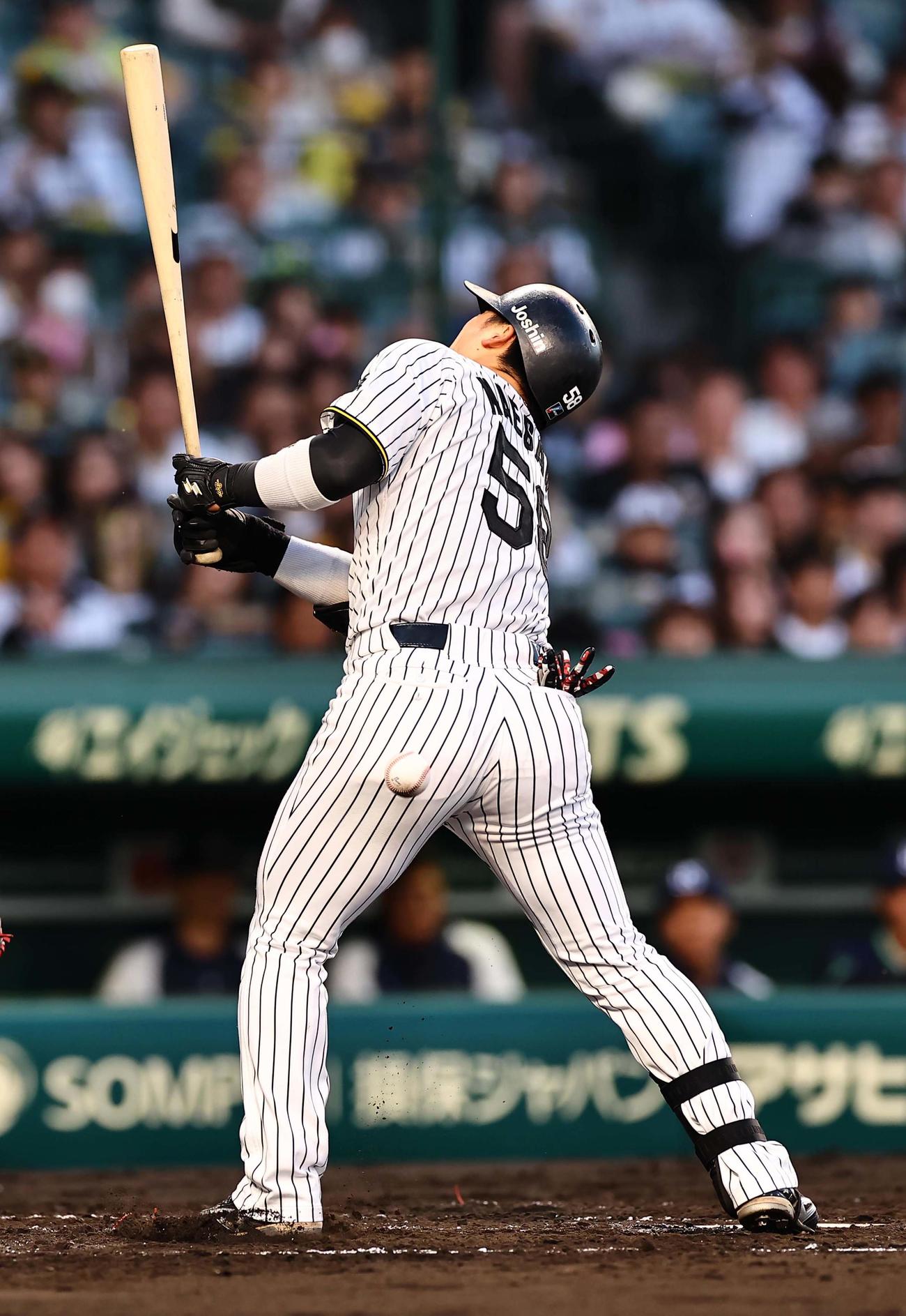 阪神対ヤクルト　2回裏阪神1死、前川は死球を受ける（撮影・上田博志）