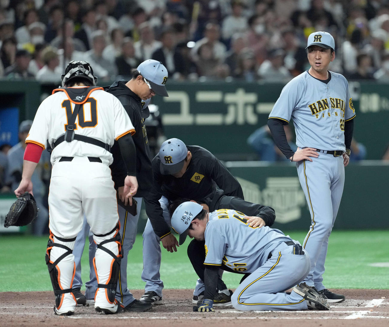 巨人対阪神　7回表阪神1死二塁、中野が死球を受け、巨人ベンチを見る見る藤川監督（撮影・たえ見朱実）