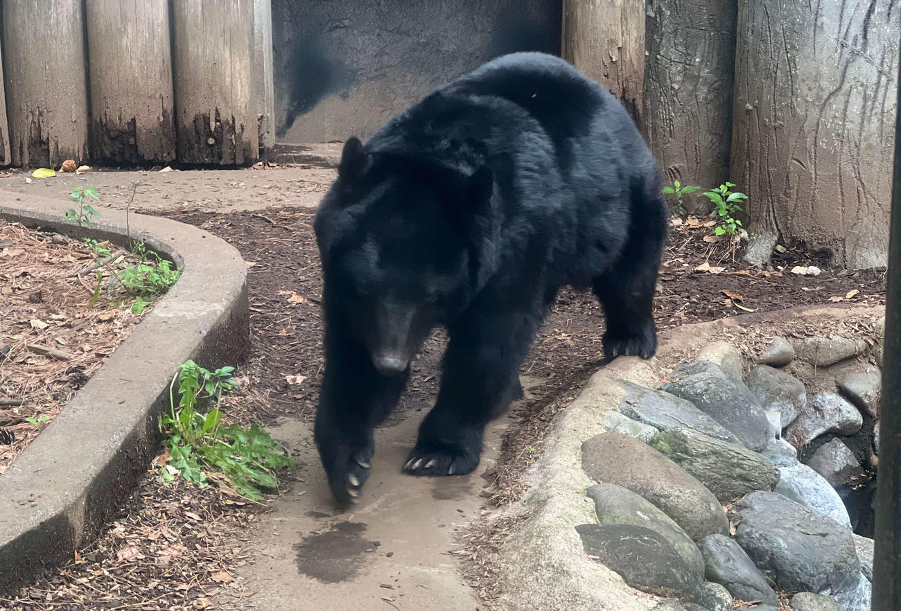西武－ロッテ　西武の“ヒグマ”モンテルが活躍した大宮公園野球場の隣接動物園にいるツキノワグマのヨリーくん（撮影・金子真仁）