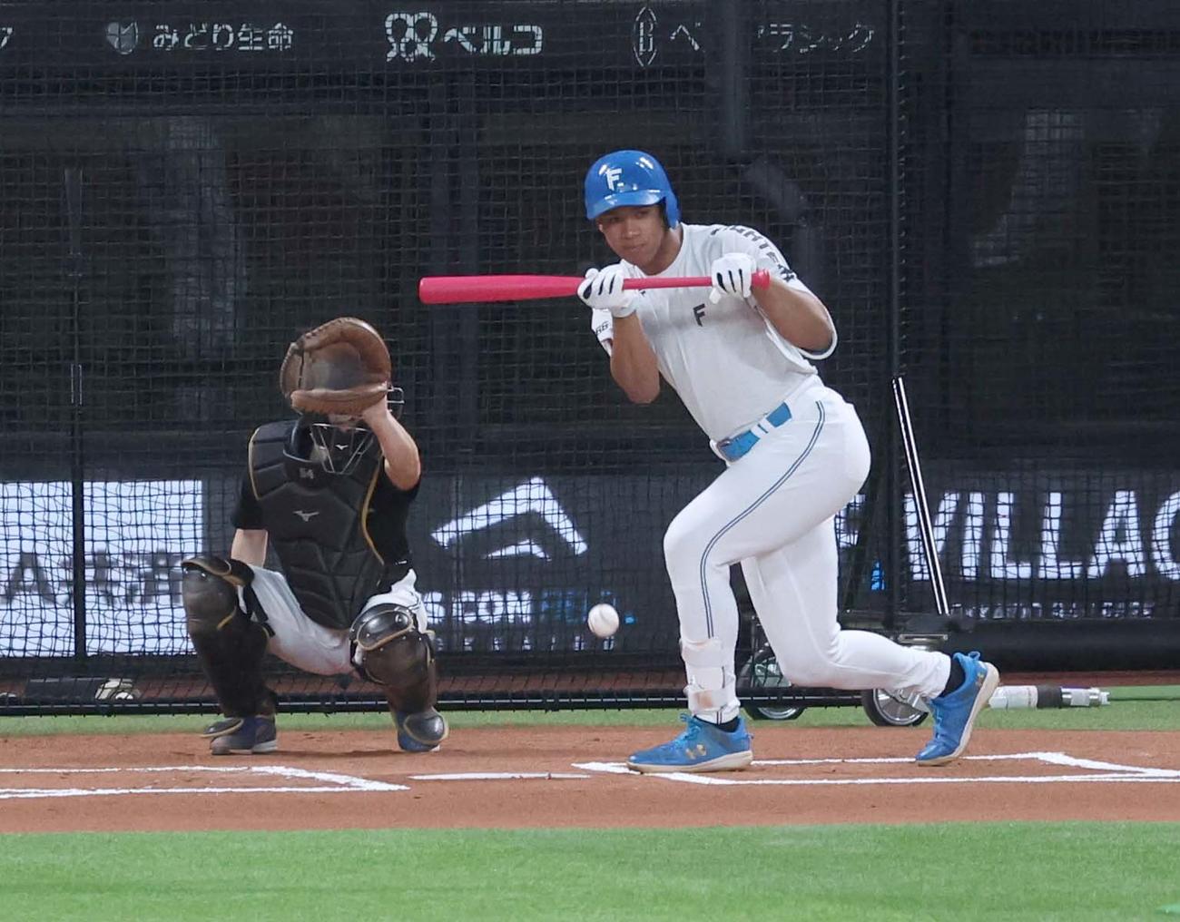 日本ハム対楽天　バント練習する万波（撮影・黒川智章）