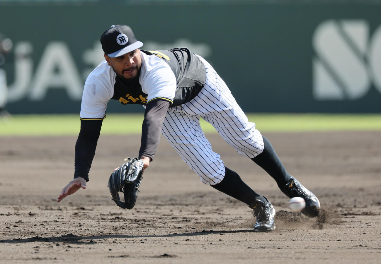 阪神対DeNA　三塁ノックを受ける阪神ヘルナンデス（撮影・宮崎幸一）