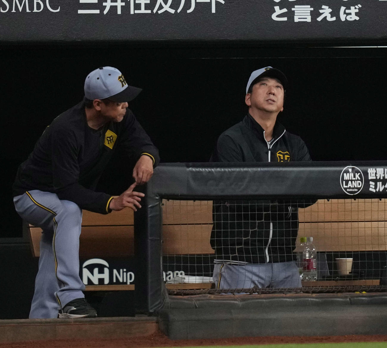 日本ハム対阪神　6回、戦況を見つめる阪神藤川監督（右）（撮影・井上学）