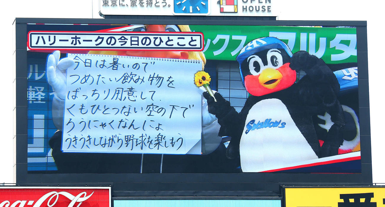ヤクルト対ソフトバンク　試合前、フリップ芸を務めるハリーホーク（撮影・河田真司）