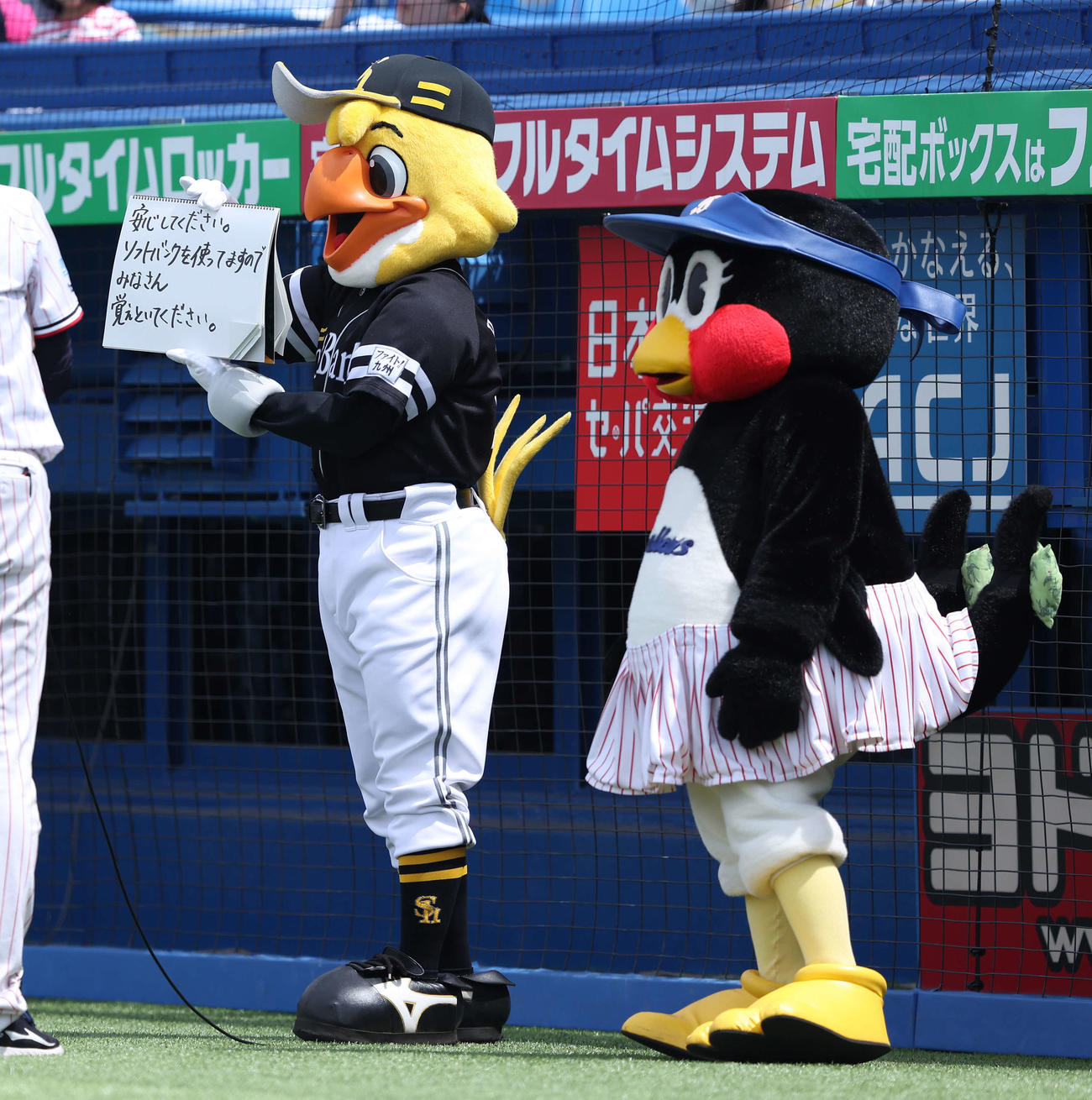 ヤクルト対ソフトバンク　試合前、フリップ芸を務めるハリーホーク（左）とつばみ（撮影・河田真司）