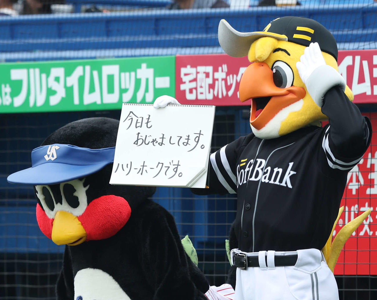 ヤクルト対ソフトバンク　試合前、フリップ芸を披露するハリーホーク（右）とつばみ（撮影・河田真司）