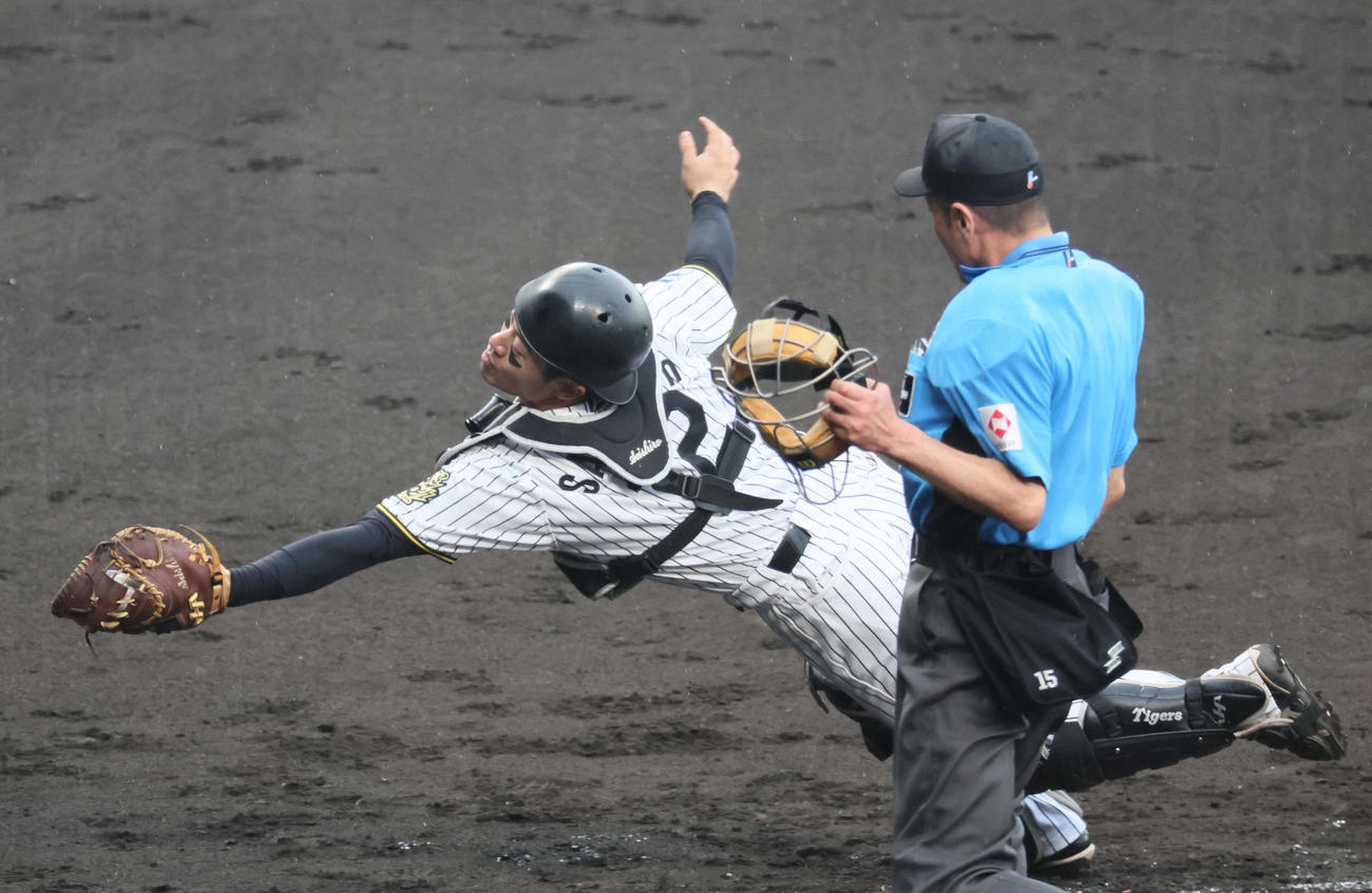 阪神対オリックス　3回表オリックス無死一塁、坂本は曽谷のバントを好捕し捕邪飛とする（撮影・宮崎幸一）