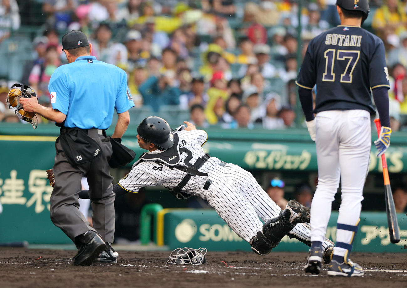 捕手坂本は曽谷のバント邪飛を好捕する（撮影・上山淳一）
