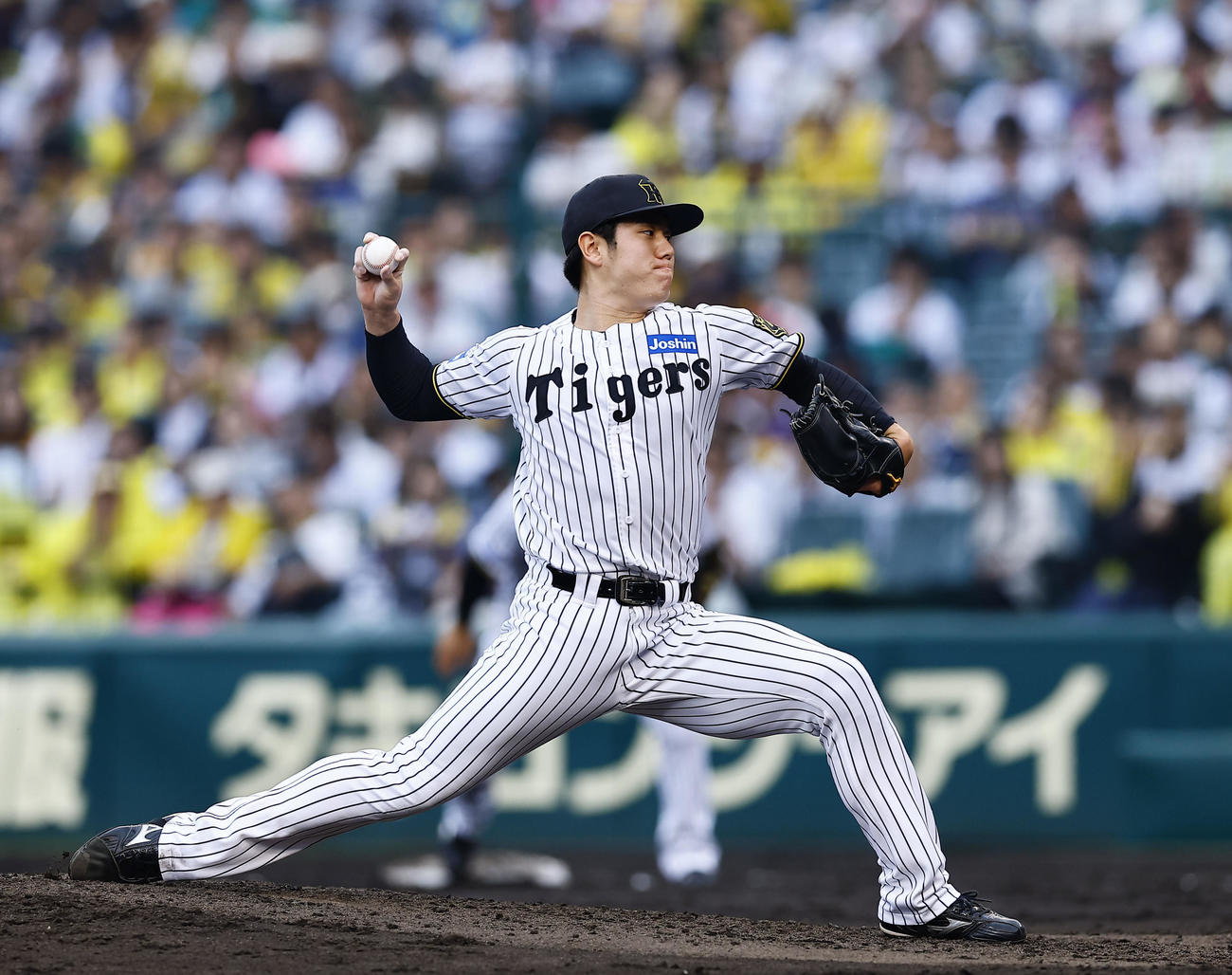 阪神石黒佑弥（2025年6月8日撮影）