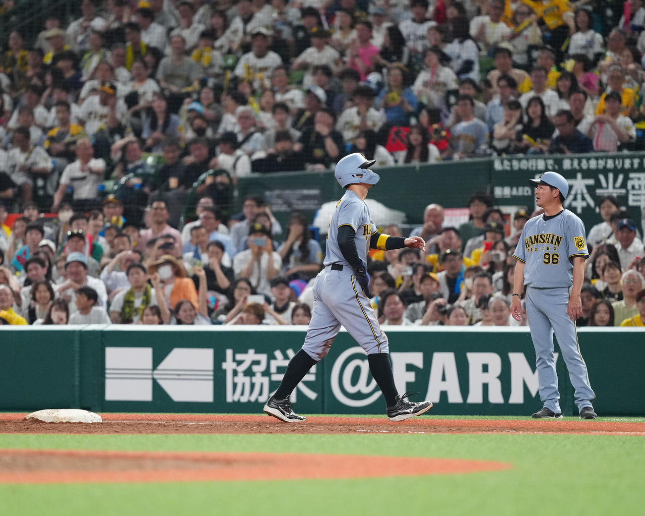 西武対阪神　8回表阪神1死満塁、けん制死でベンチに引き揚げる一塁走者佐藤輝（撮影・江口和貴）