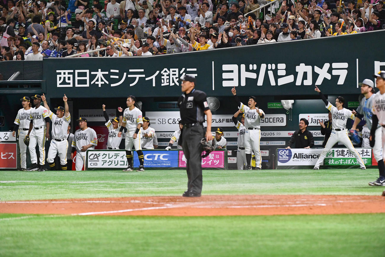 ソフトバンク対DeNA 4回裏ソフトバンク2死二、三塁、秋広が先制の左前2点適時打を放ち、ベンチで歓喜するソフトバンクナイン（撮影・岩下翔太）