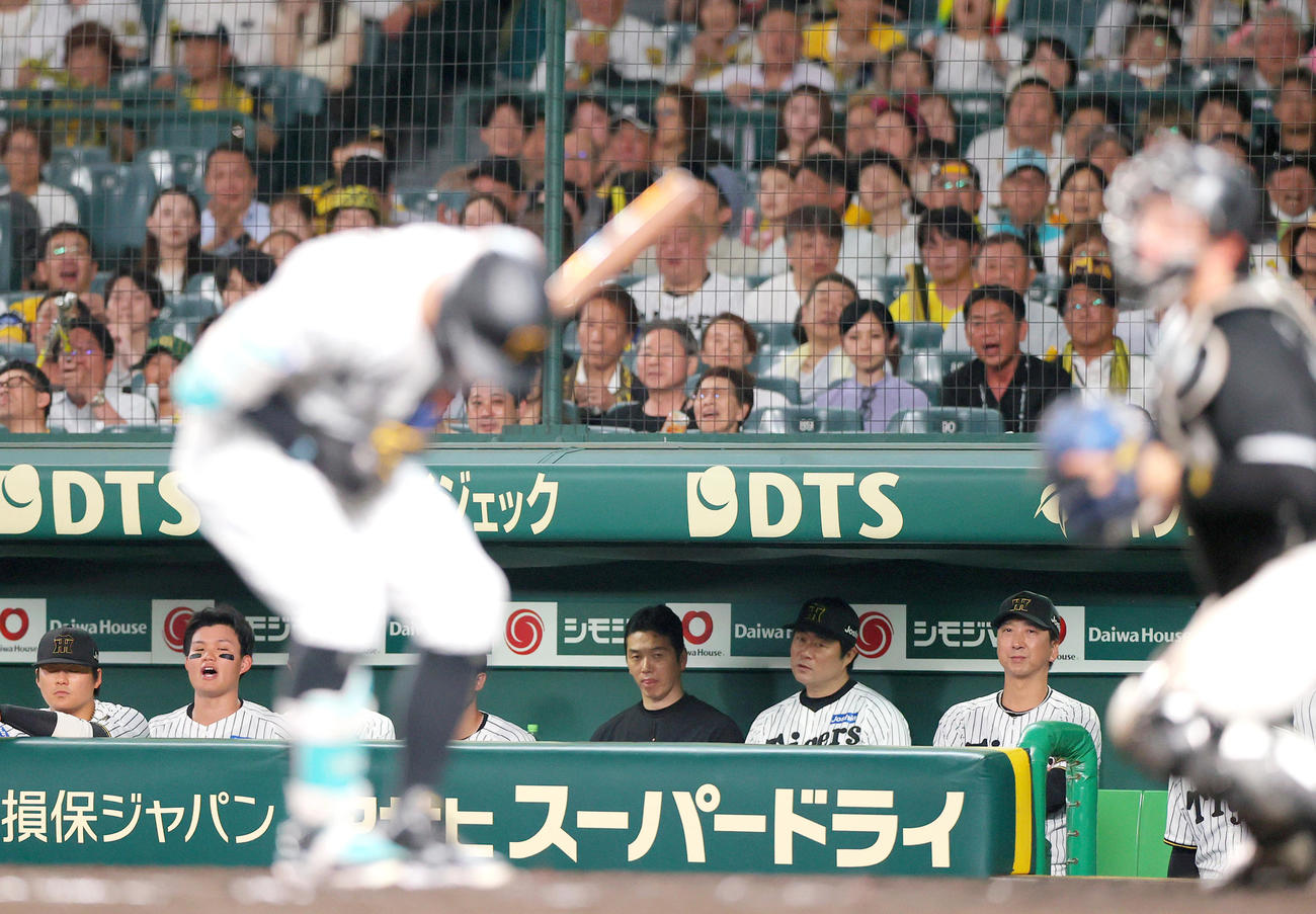阪神対ロッテ　9回裏阪神1死、藤川監督（右）は見逃し三振に倒れた佐藤輝（手前）を見つめる（撮影・上山淳一）