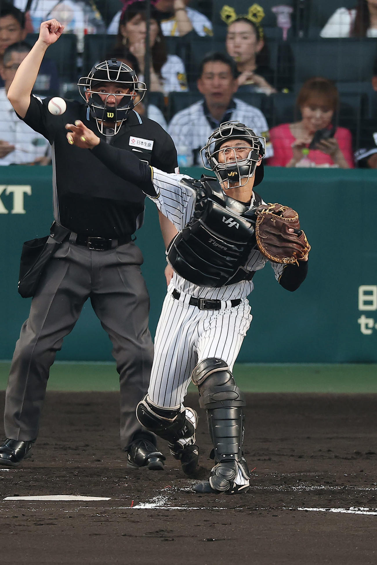 阪神対ロッテ　2回表ロッテ無死一塁、安田の二盗を阻止する坂本（撮影・前田充）