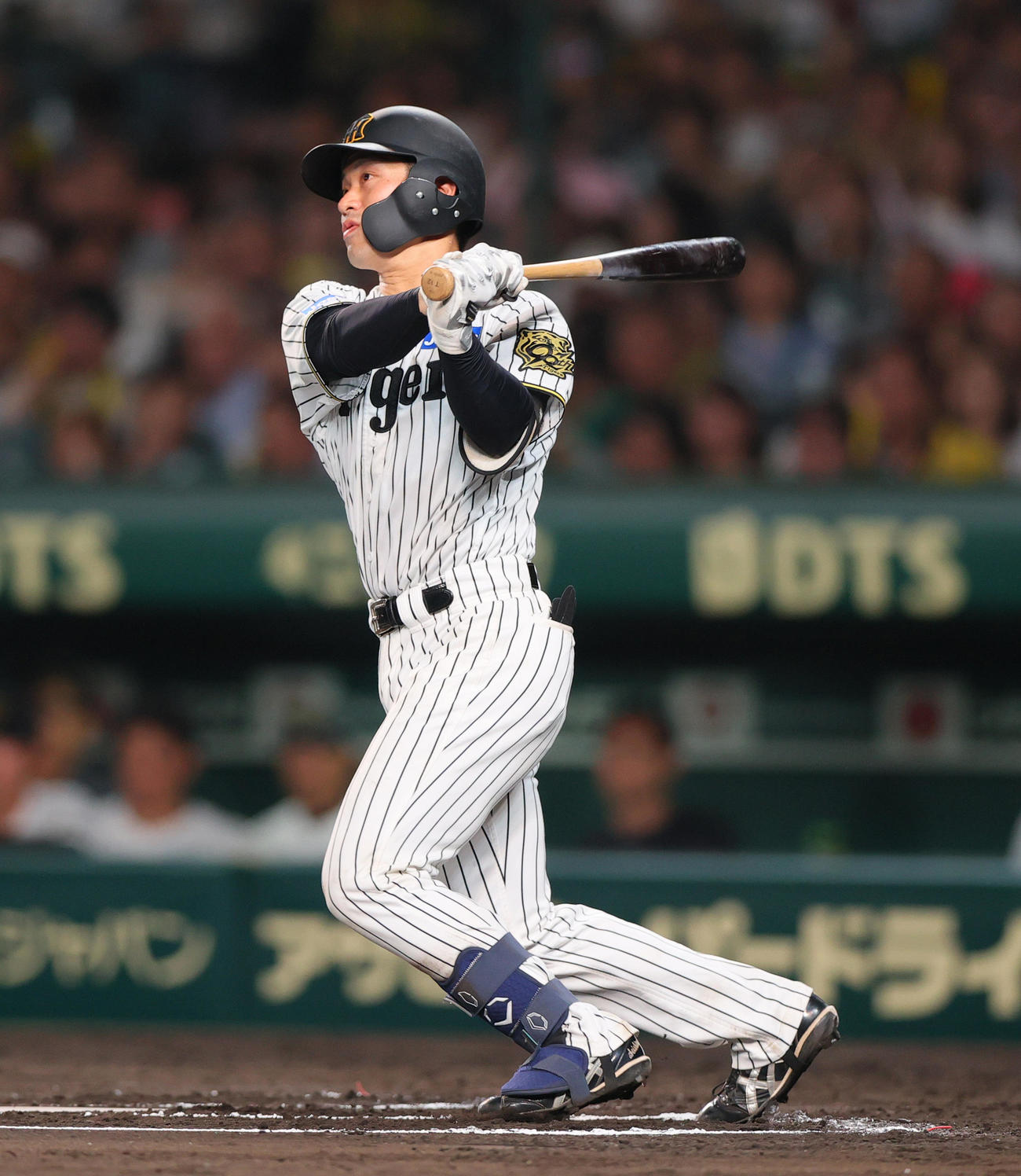 阪神坂本誠志郎（2025年6月撮影）