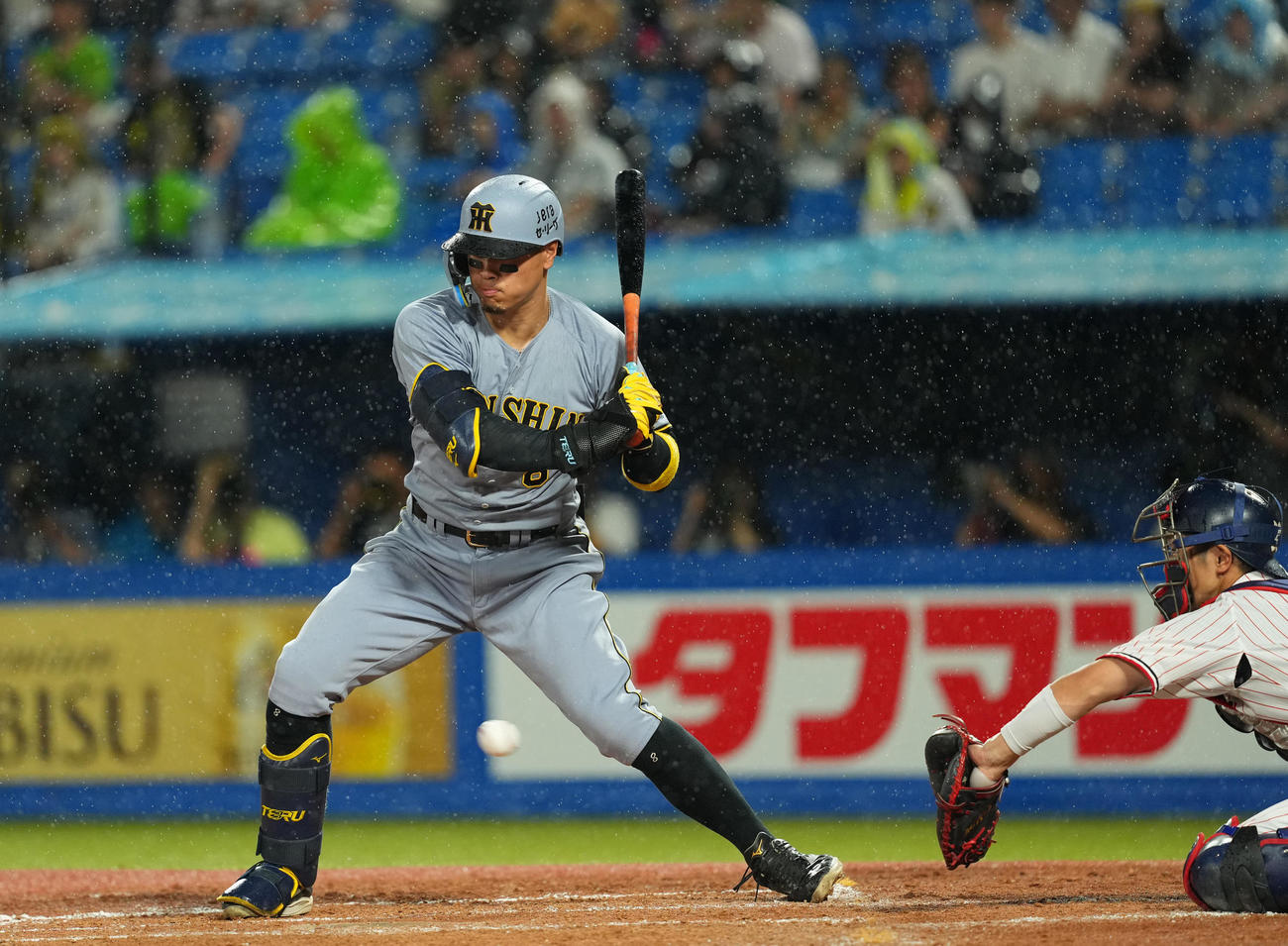 ヤクルト対阪神　4回表阪神無死二塁、四球を選ぶ佐藤輝（撮影・菅敏）