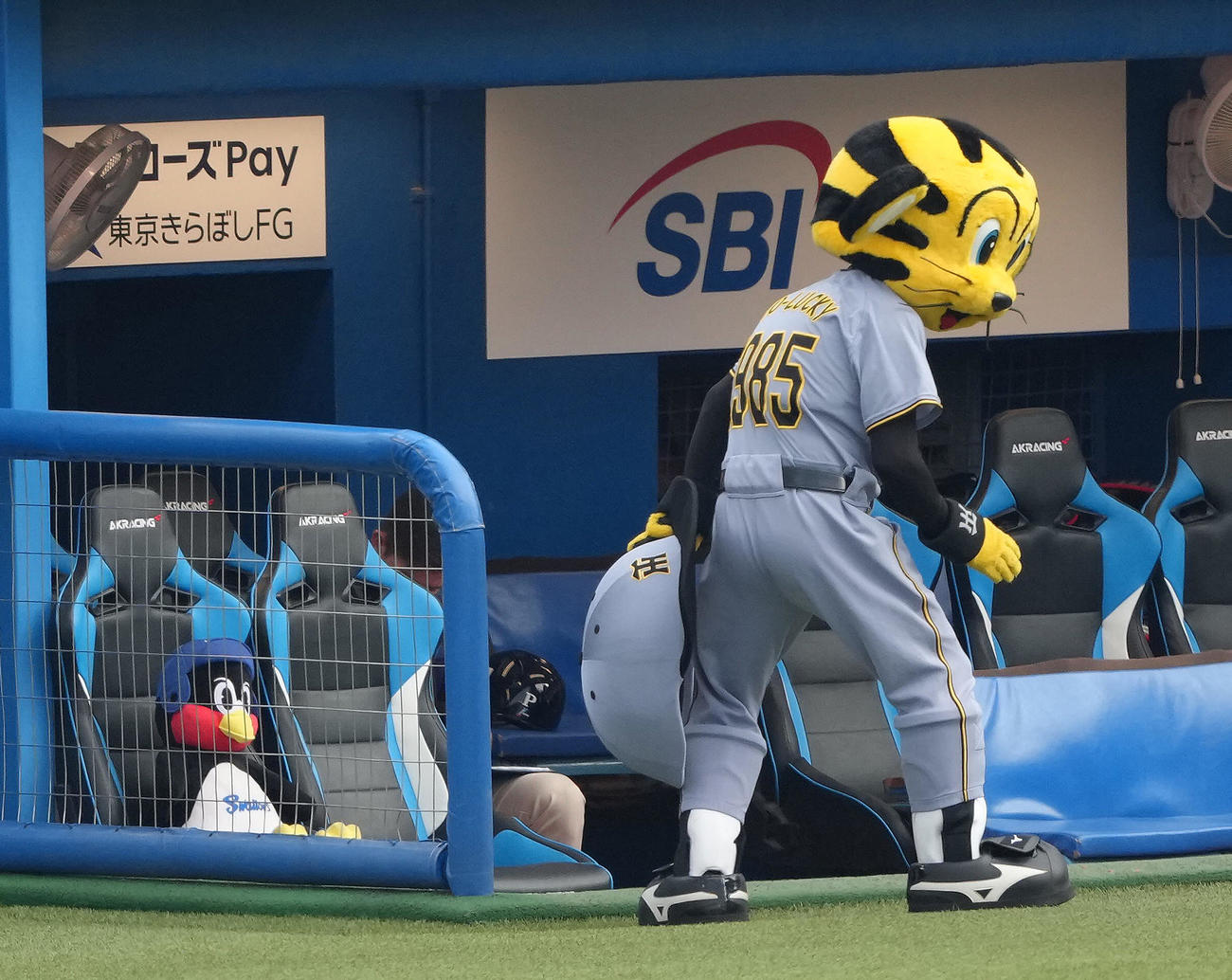 試合前、つば九郎のぬいぐるみのもとへ向かう阪神のトラッキー（撮影・足立雅史）