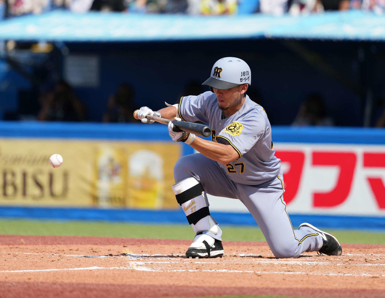 ヤクルト対阪神　5回表阪神1死二、三塁、スクイズを決める伊藤将（撮影・井上学）