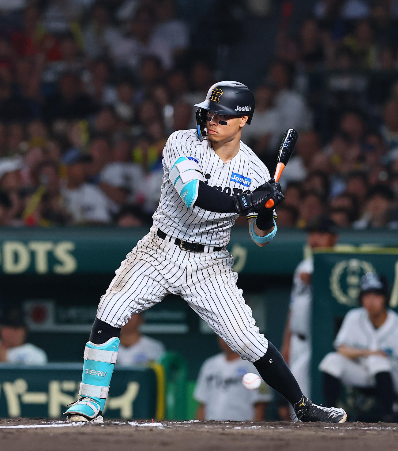 阪神対巨人　8回裏阪神2死一塁、四球を選ぶ佐藤輝（撮影・藤尾明華）