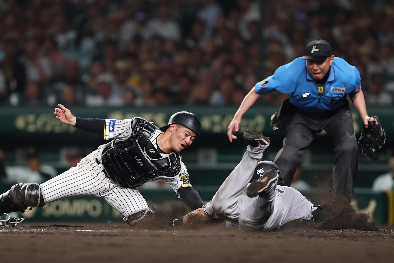 阪神対巨人　5回表巨人1死一、二塁、坂本の左前打で二走泉口が本塁を狙うも憤死。捕手坂本（撮影・前田充）