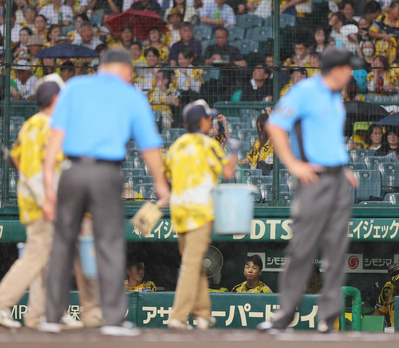 阪神対ヤクルト　2回裏、雨で中断し、ベンチからグラウンドを見つめる阪神村上（撮影・上山淳一）