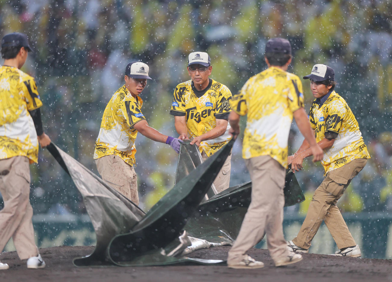 阪神対ヤクルト　2回途中、雨が強くなりグラウンドシートをかぶせる阪神園芸の職員たち（撮影・上山淳一）