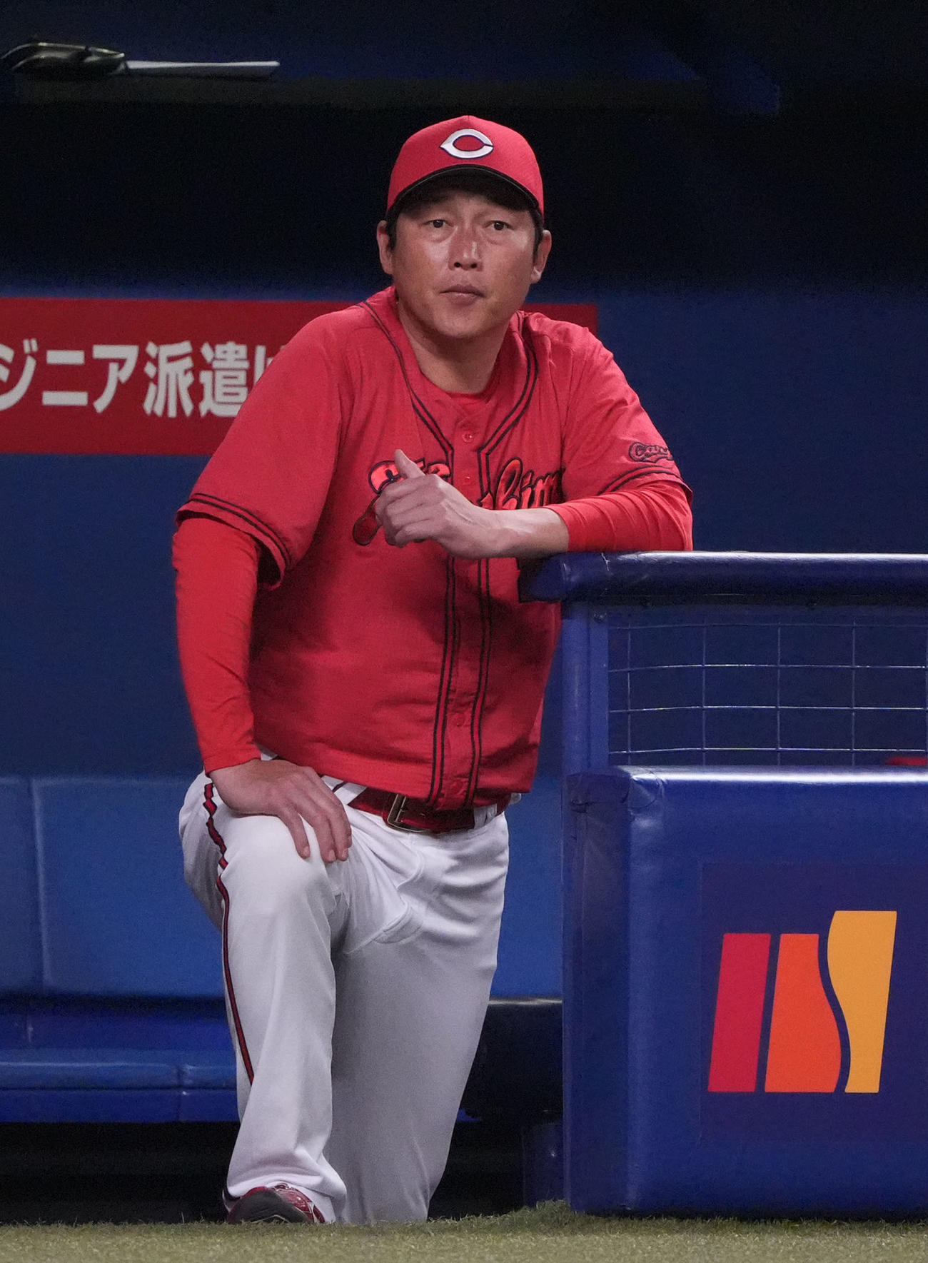 中日対広島　6回表広島1死二塁、ベンチから試合を見つめる新井監督（撮影・森本幸一）