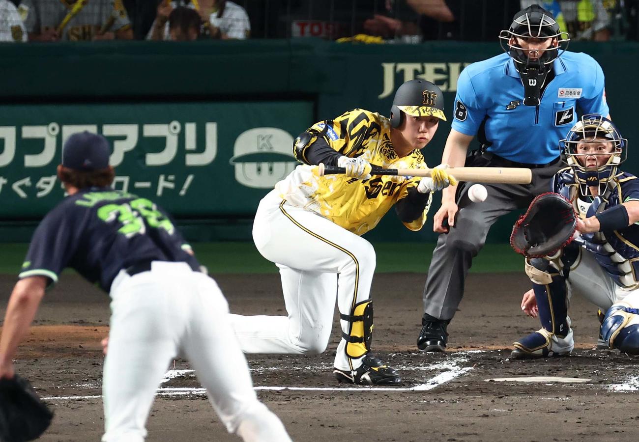 阪神対ヤクルト　3回裏阪神無死一塁、門別は送りバントを決める（撮影・上田博志）