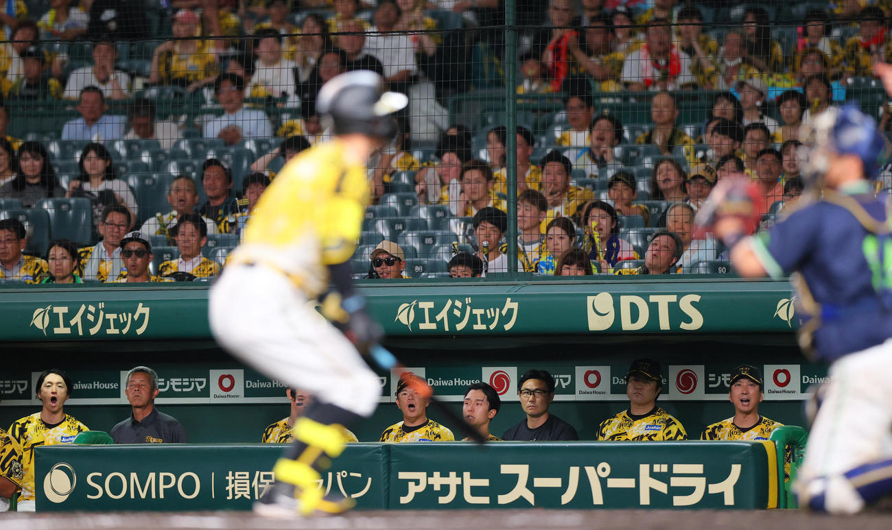 阪神対ヤクルト　9回裏阪神2死一塁、藤川監督（右）は佐藤輝の見逃しがストライクとなりベンチで声を出す（撮影・上山淳一）
