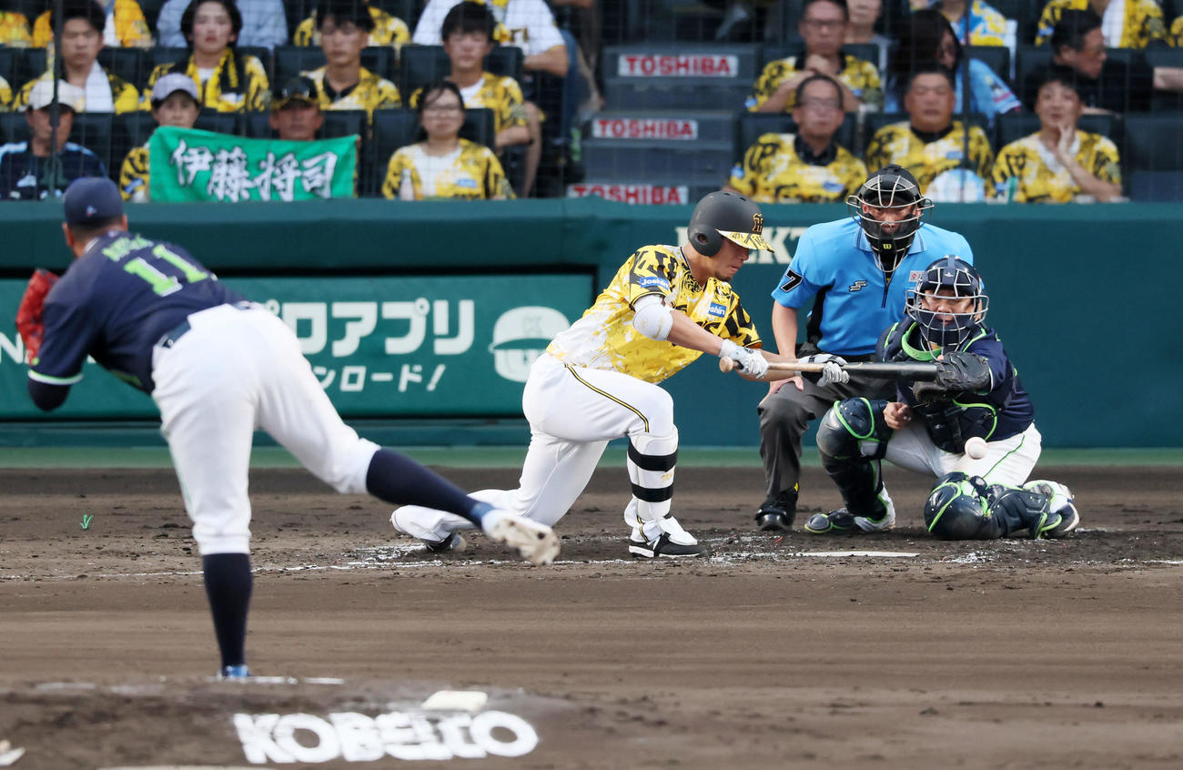 阪神対ヤクルト　3回裏阪神1死一塁、伊藤将は送りバント失敗で併殺となる。投手アビラ（撮影・加藤哉）