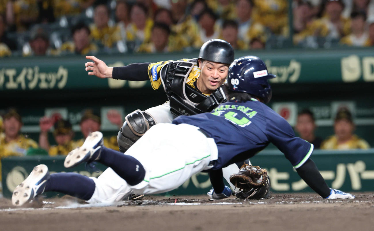 阪神対ヤクルト　9回表ヤクルト1死二、三塁、増田の右飛で三走武岡龍世が本塁を狙うもアウト。捕手坂本（撮影・西尾就之）